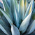 Agave Tequilana Leaf Extract