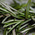 Rosemary + Tea Tree Leaf Oil